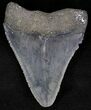 Serrated Juvenile Megalodon Tooth - Florida #21177-1